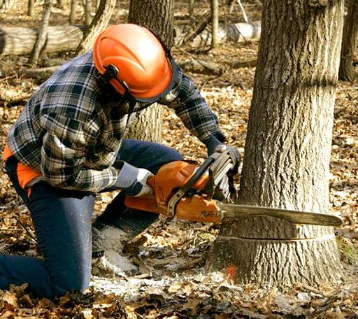 Tree Removal in Moorhead, MS